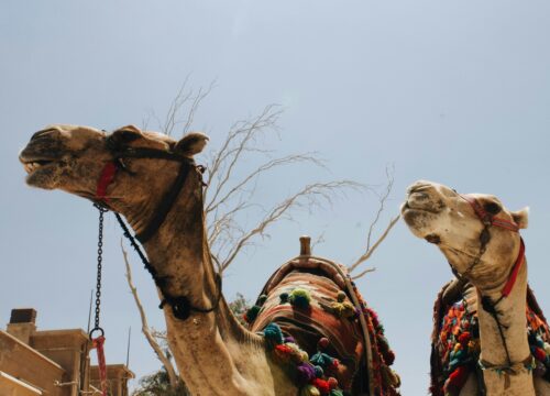 Super Safari aus Hurghada