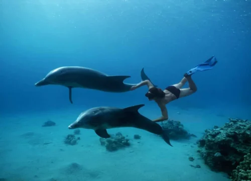 Delphin Tour aus Hurghada
