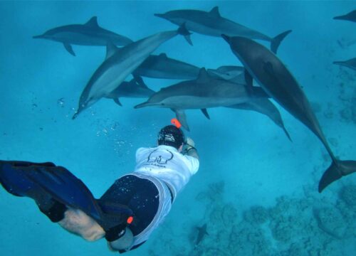 Delfin beobachtung und Schnorcheln aus Hurghada